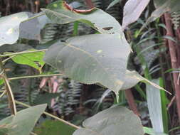 Image of Acalypha stachyura Pax