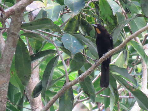 Image of Flame-crested Tanager