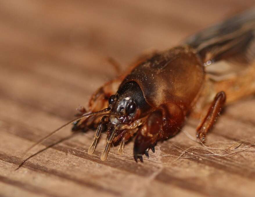 Image of Northern Mole Crickets