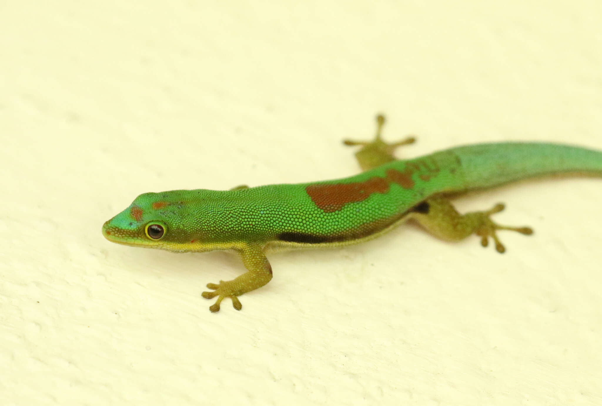 Слика од Phelsuma pusilla pusilla Mertens 1964