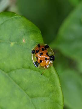 Image of Aspidimorpha (Aspidimorpha) punctum (Fabricius 1801)