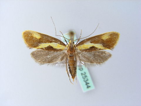 Image of <i>Harpella forficella</i> Scopoli 1763