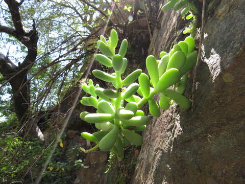 Image of Sedum allantoides Rose