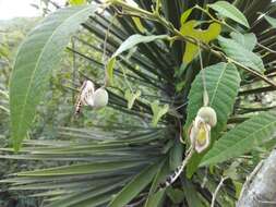 Sivun Aristolochia punctata Lam. kuva