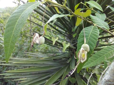 صورة Aristolochia punctata Lam.