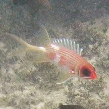 Image of Longspine Squirrelfish