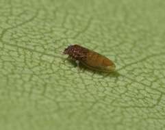 Image of Tristania psyllid