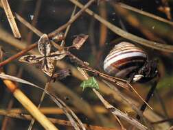 Image of Brown Lipped Snail