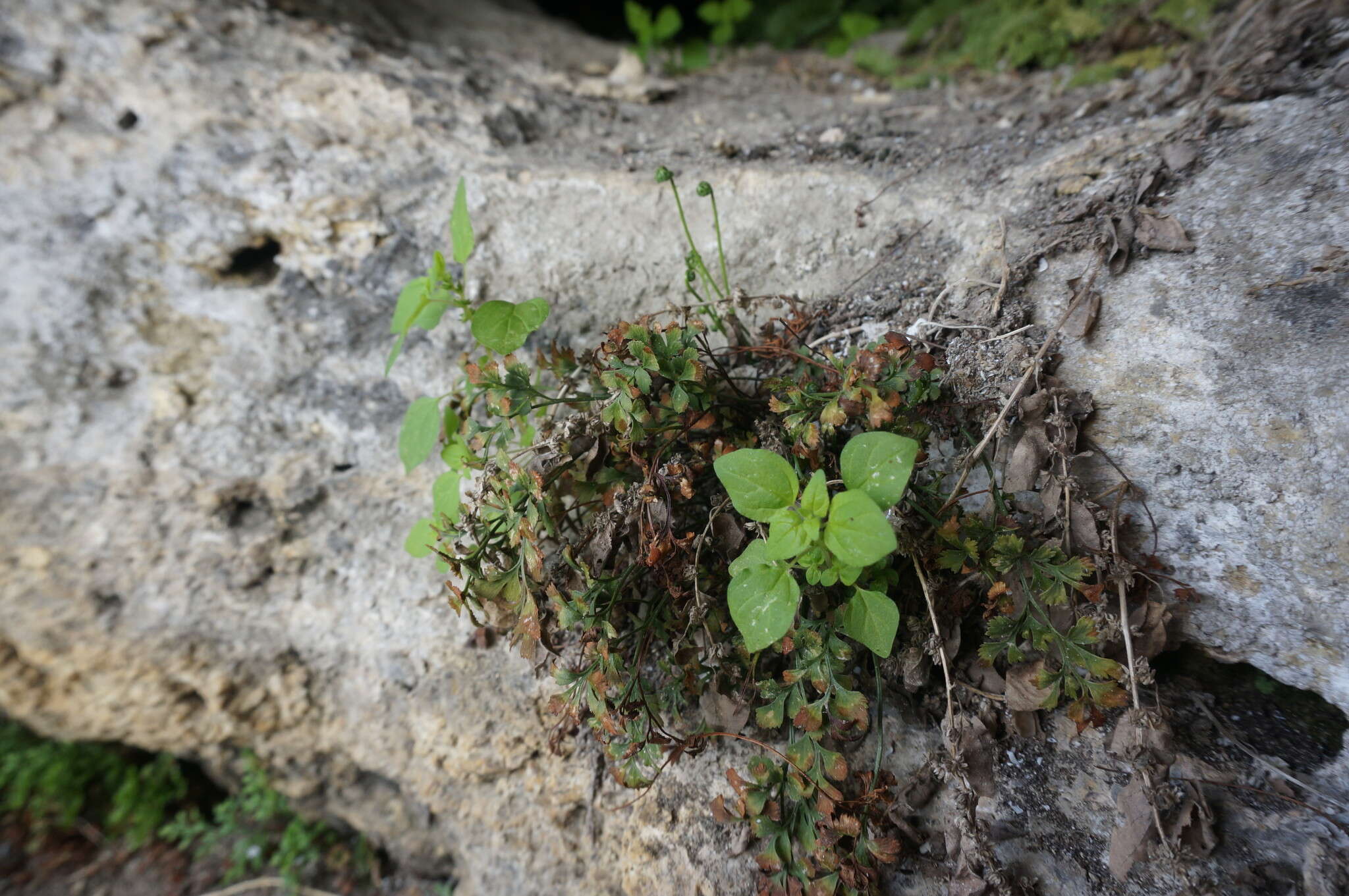 Image of Parietaria lusitanica subsp. chersonensis (Láng & Szov.) Chrtek