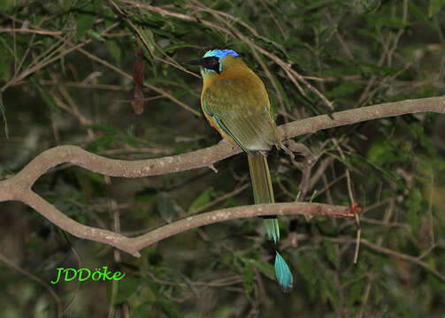 Image de Motmot houtouc