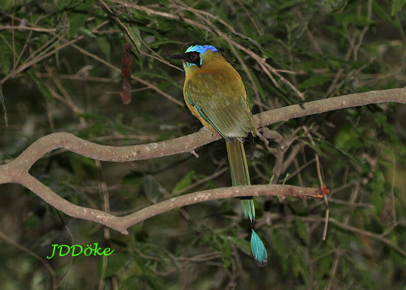 Image of Amazonian Motmot