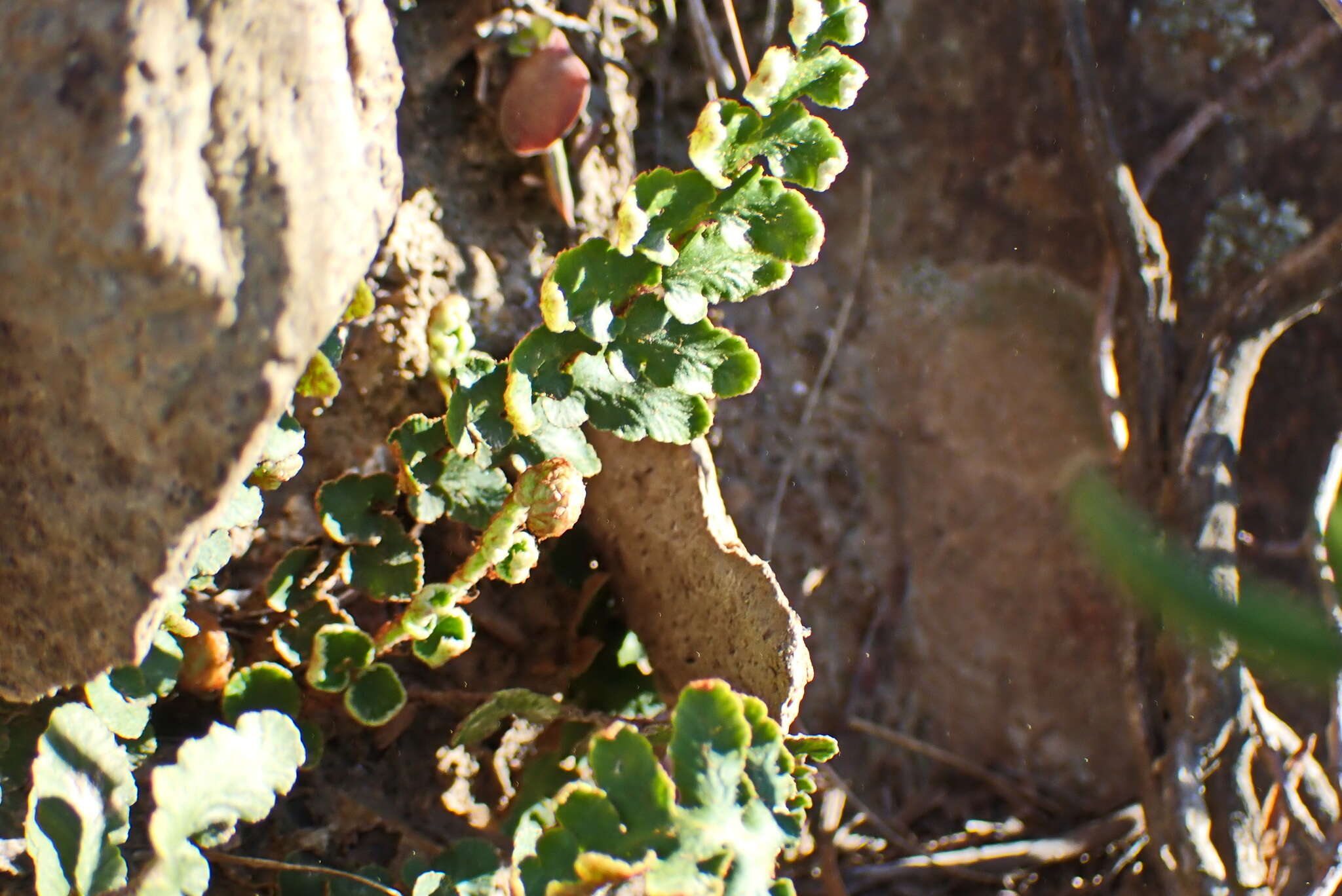 Image of Asplenium capense (Kunze) Bir, Fraser-Jenk. & Lovis