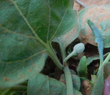 Image de Physalis cinerascens A. S. Hitchcock