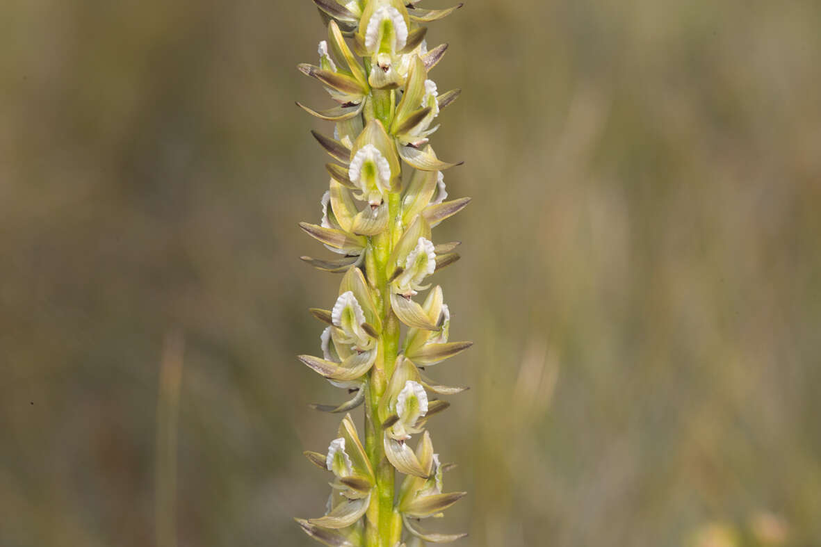 Imagem de Prasophyllum elatum R. Br.