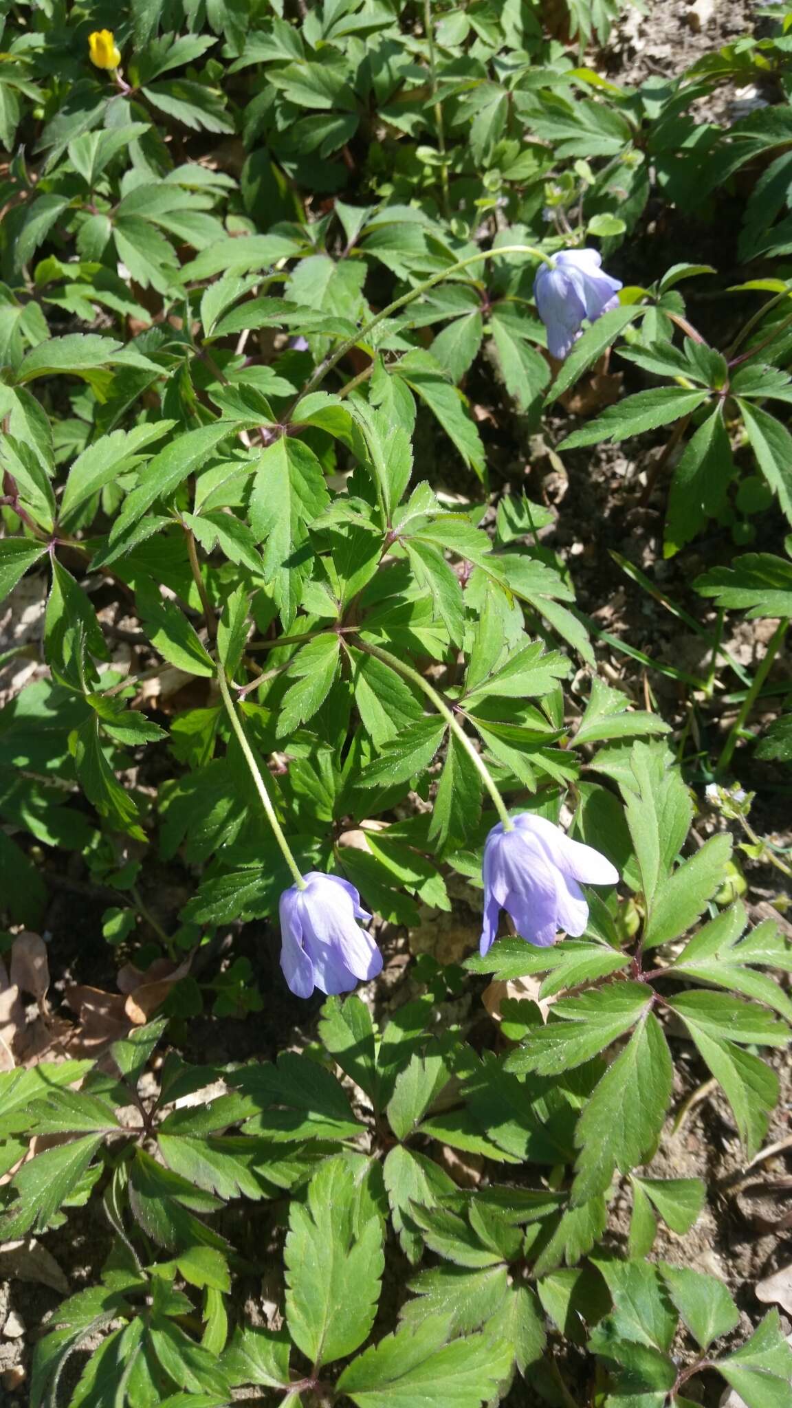 Image of blue anemone