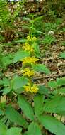 Imagem de Lamium galeobdolon subsp. montanum (Pers.) Hayek