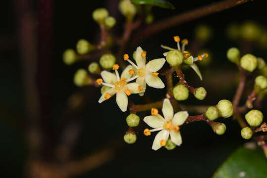 Image de Zanthoxylum melanostictum Schltdl. & Cham.