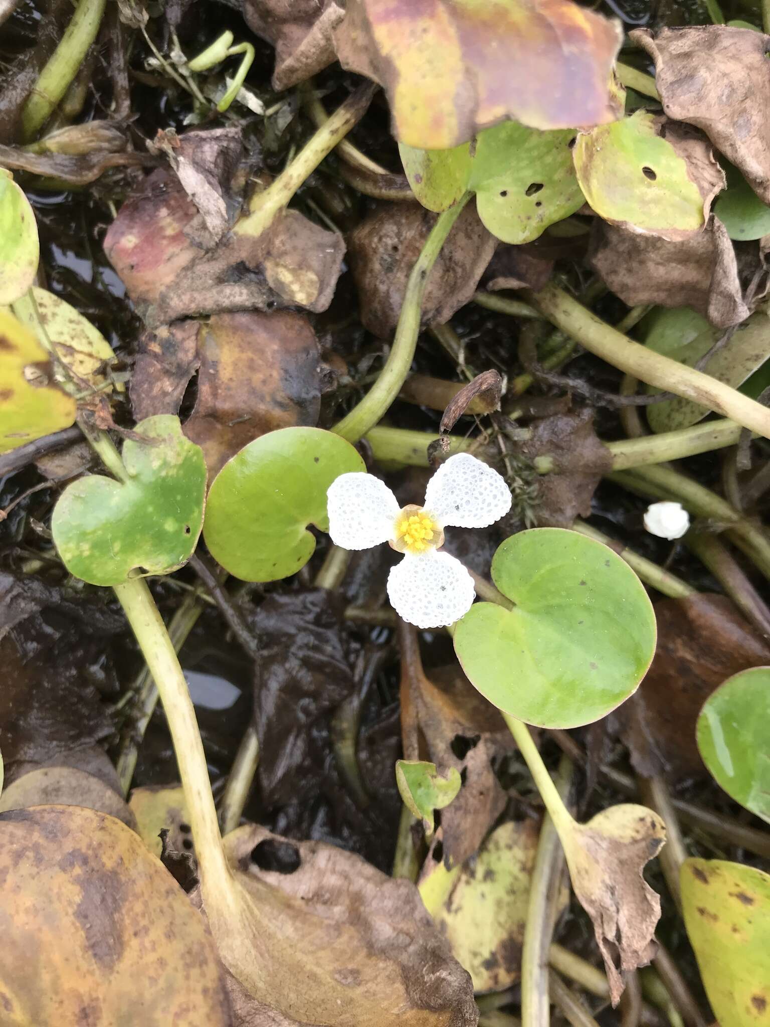 Image of Hydrocharis dubia (Blume) Backer