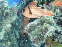 Image of Bigscale Soldierfish