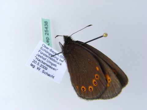 Image of <i>Erebia medusa</i> Schiffermüller 1775