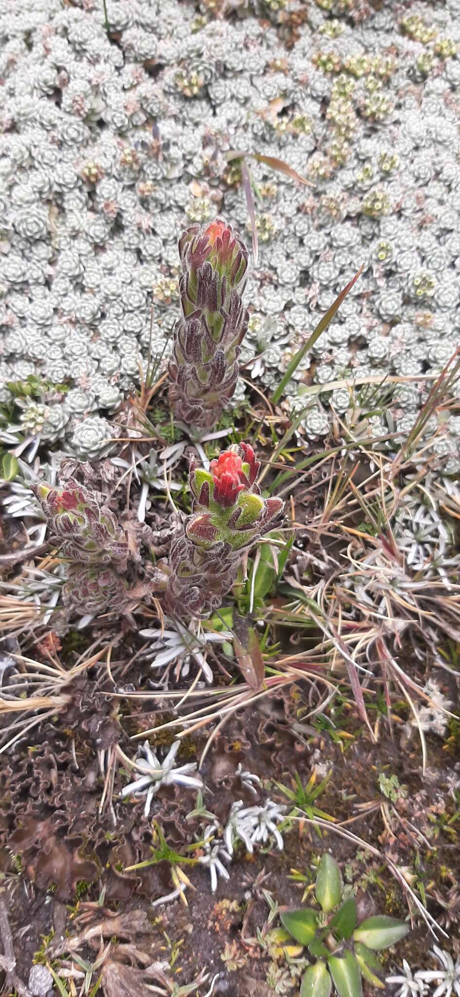 Image of Castilleja nubigena Kunth