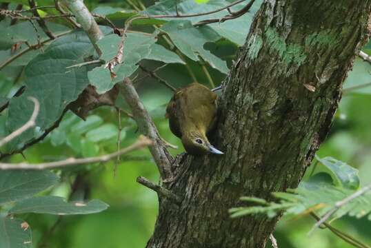 Image of Yellow-bearded Bulbul