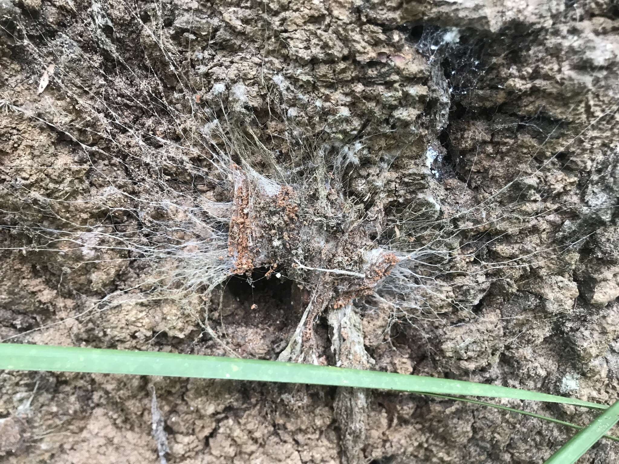 Image of Southern Tree Funnel-web Spider