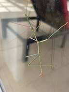 Image of Arizona Walkingstick