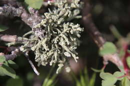 Image of Niebla ceruchis (Ach.) Rundel & Bowler