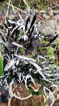 Image of Candle-snuff Fungus