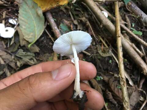 Image of Leucocoprinus brebissonii (Godey) Locq. 1943