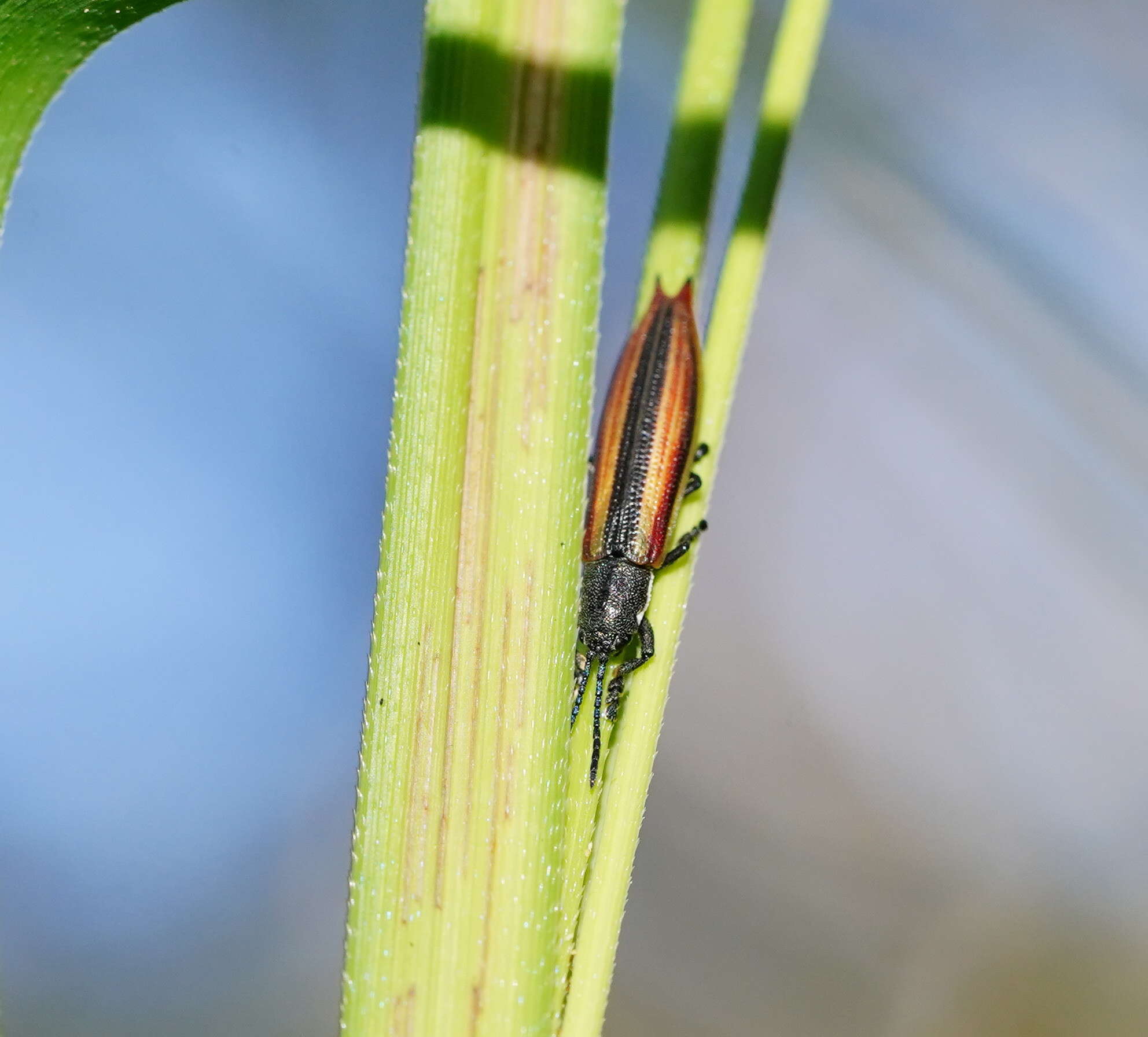 Image of Eurispa vittata Baly 1858