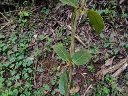 Sivun Matelea lanceolata (Decne.) R. E. Woodson kuva