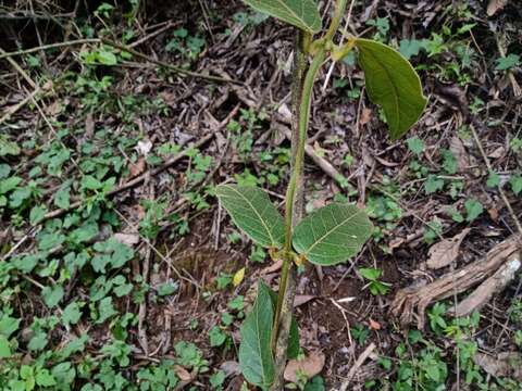 Image of Matelea lanceolata (Decne.) R. E. Woodson