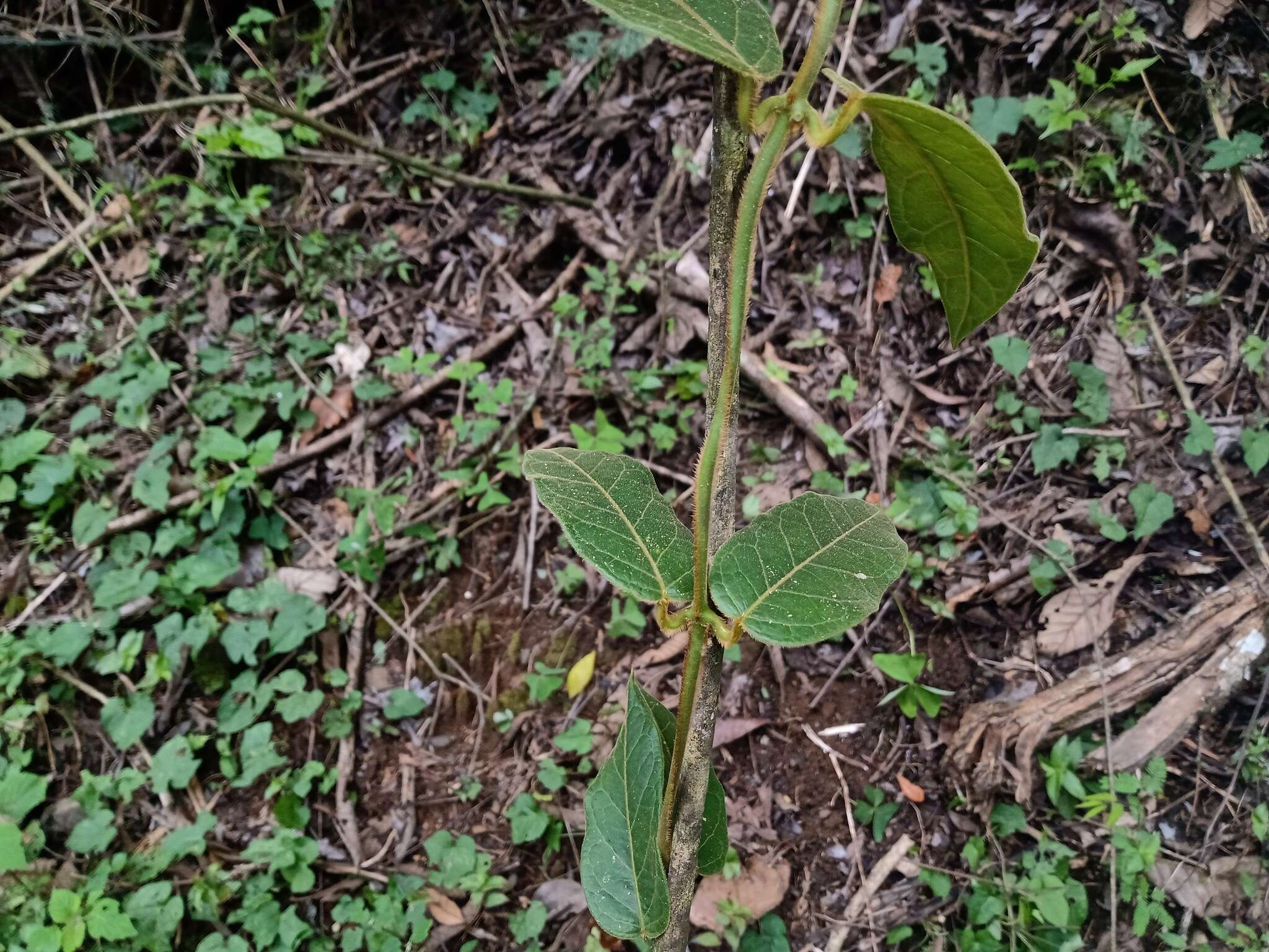 Sivun Matelea lanceolata (Decne.) R. E. Woodson kuva