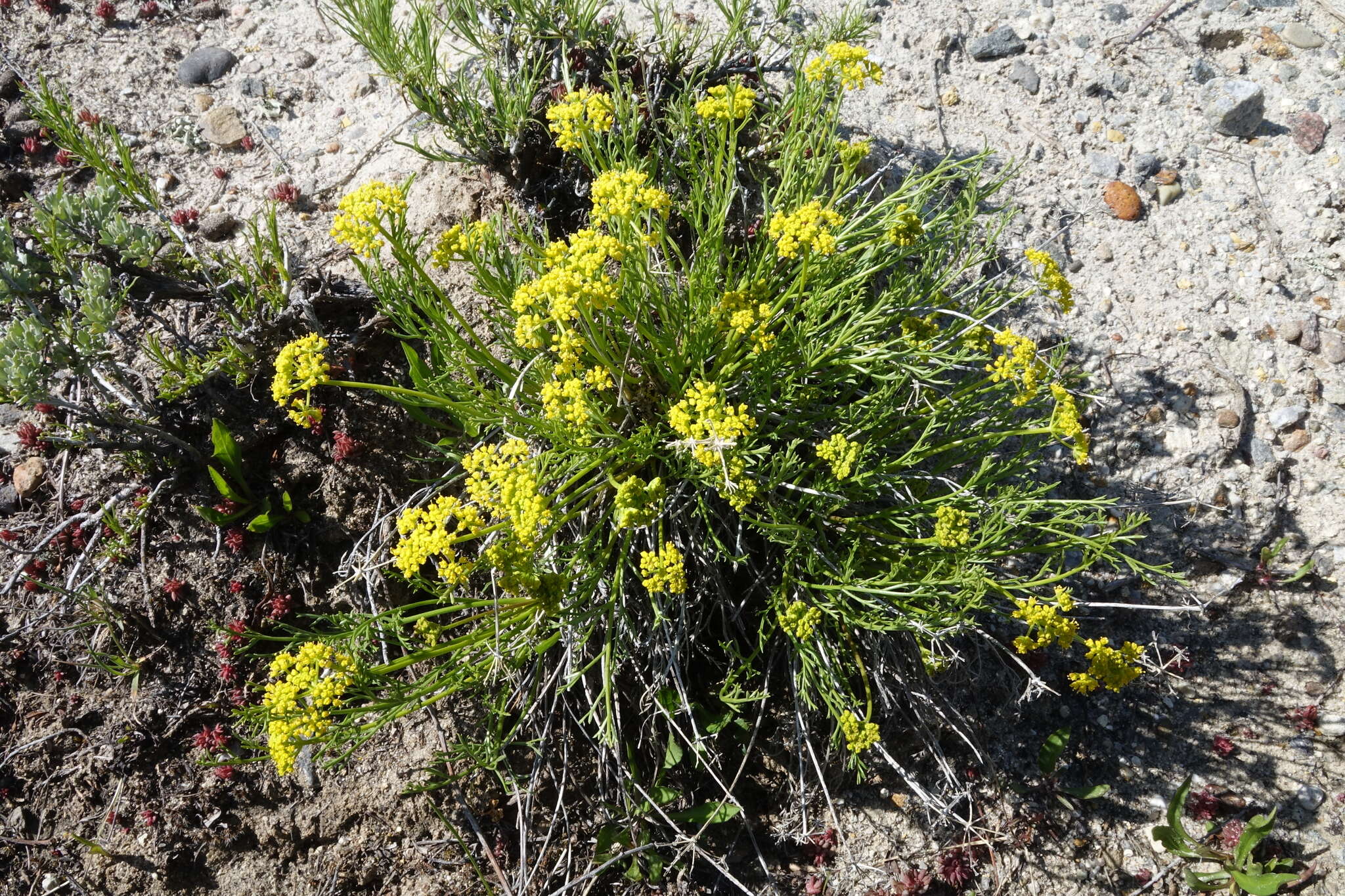 Imagem de Lomatium nuttallii (A. Gray) Macbr.