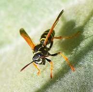 Polistes nimpha (Christ 1791)的圖片