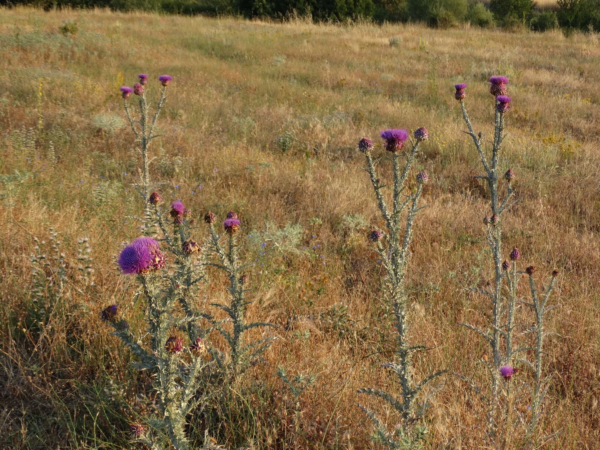 Image of Illyrian cottonthistle