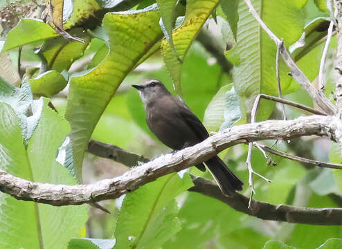 Image of Smoky Bush Tyrant