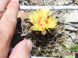 Image of <i>Hamatocactus setispinus</i>