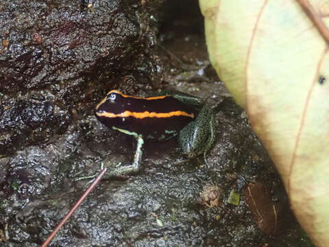 Image of Golfodulcean Poison Frog