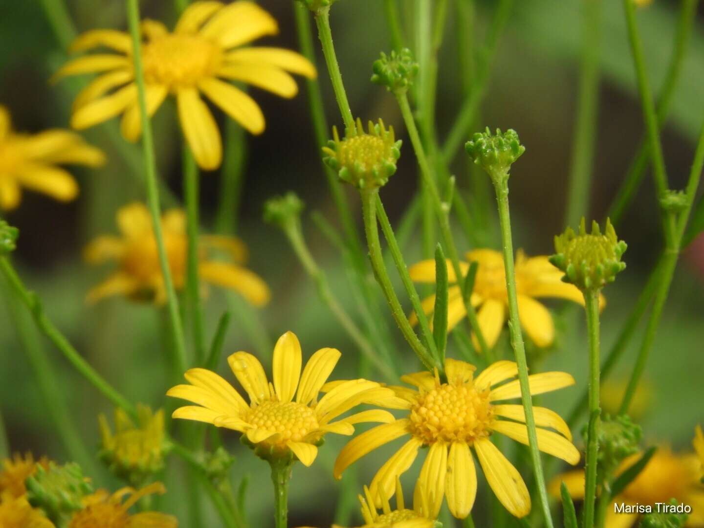 Image of Wright's snakeweed