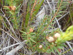 Image of Clutia polygonoides L.