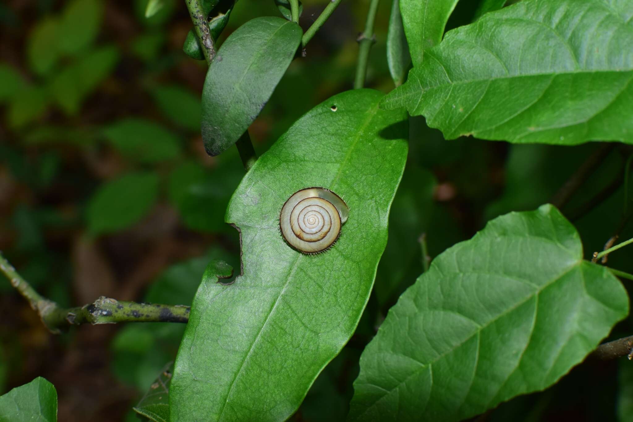 Plancia ëd Plectotropis brevibarbis (Pfeiffer 1859)