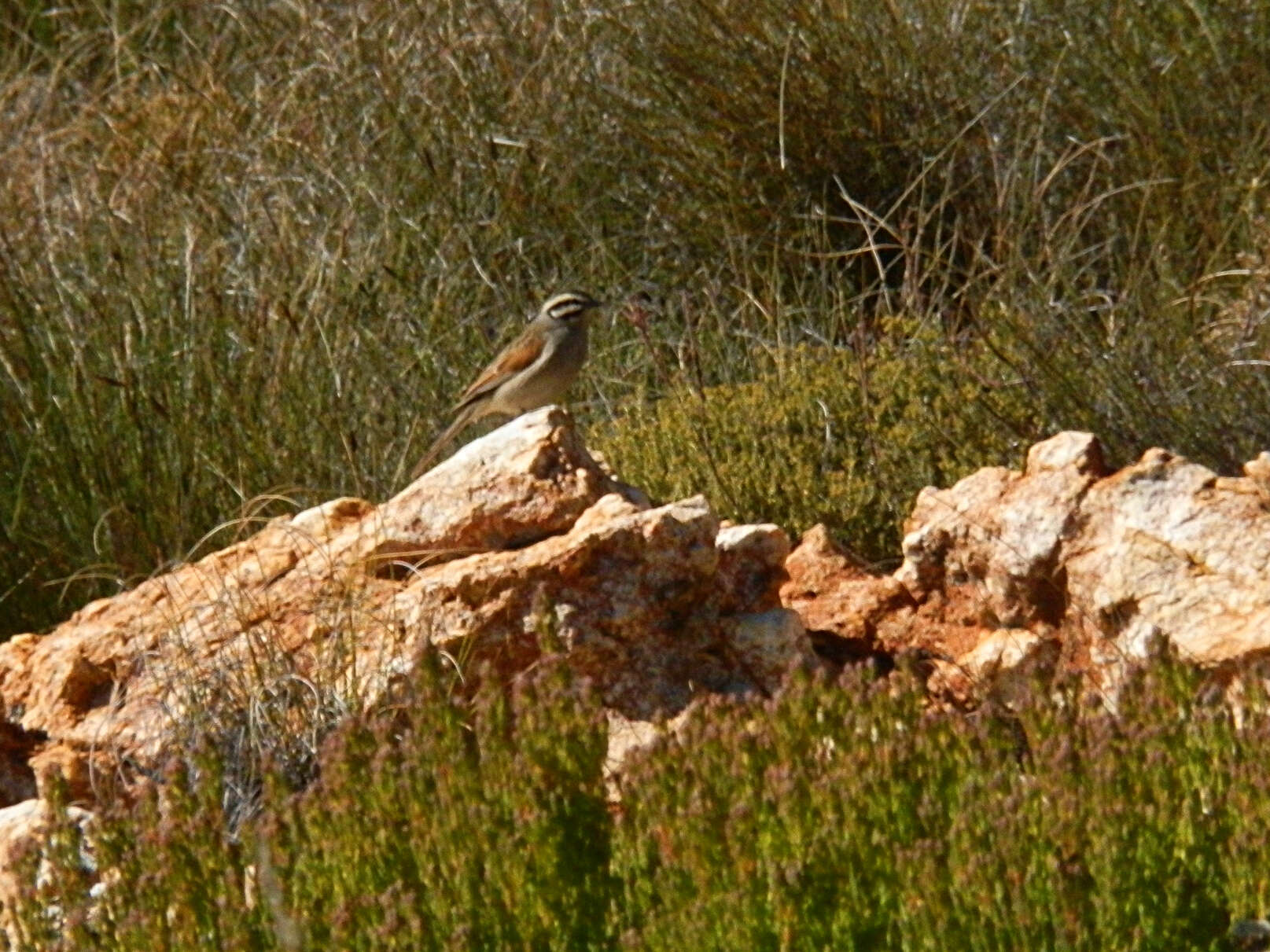 Image of Cape Bunting