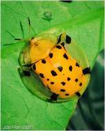 Image of Asian Spotted Tortoise Beetle