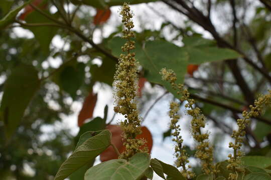 Imagem de Croton urucurana Baill.