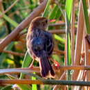 Sivun Cisticola subruficapilla windhoekensis (Roberts 1937) kuva