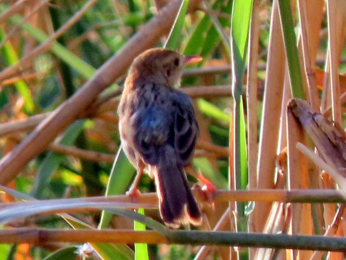 Sivun Cisticola subruficapilla windhoekensis (Roberts 1937) kuva