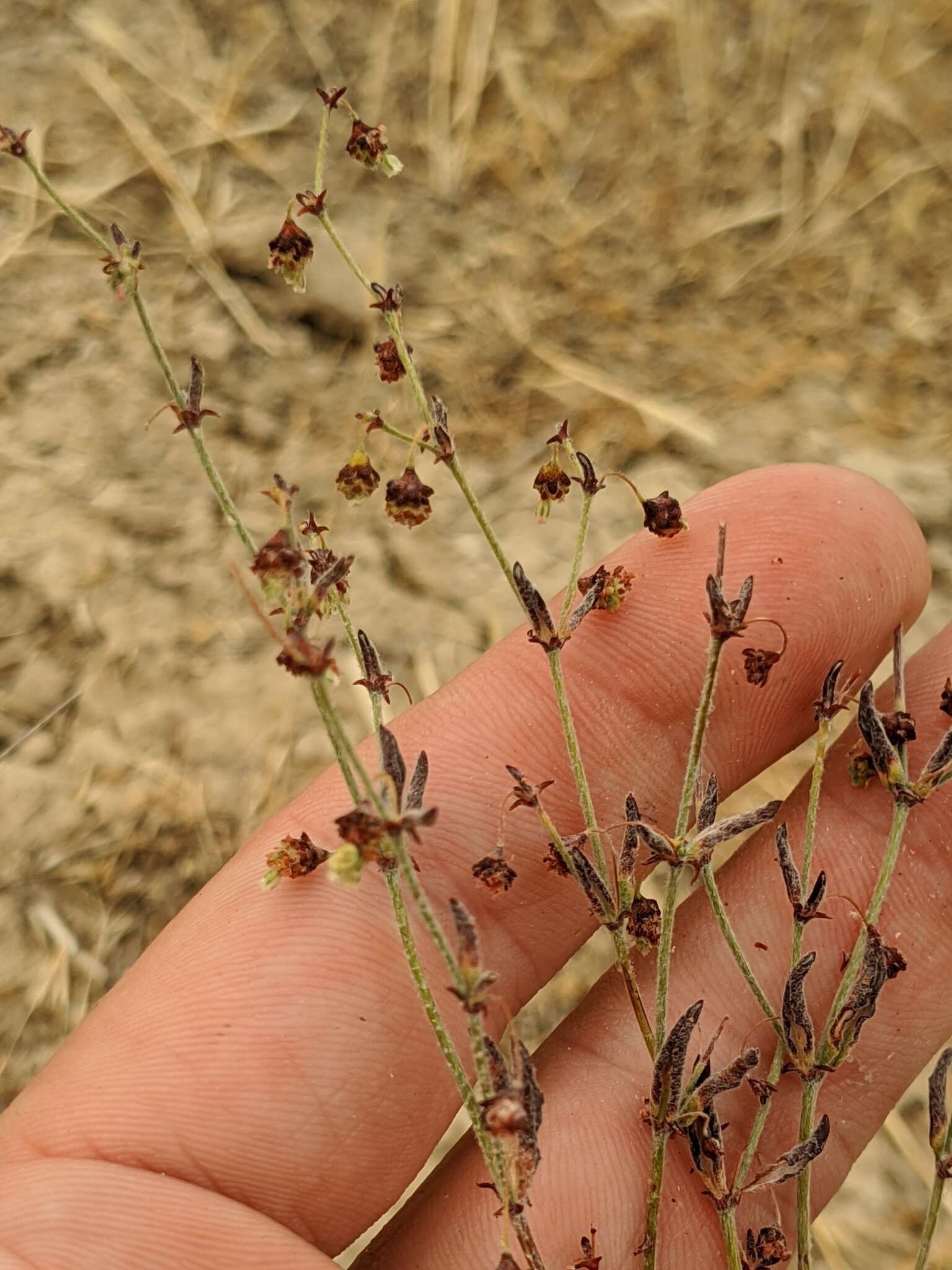 Image of twotooth buckwheat